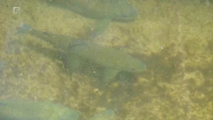 Endemska vrsta pred nestankom: Neretva ostaje bez mekousne pastrmke