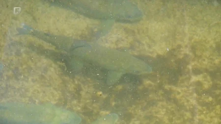 Endemska vrsta pred nestankom: Neretva ostaje bez mekousne pastrmke Endemska vrsta pred nestankom: Neretva ostaje bez mekousne pastrmke