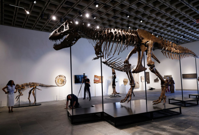 Jedan od najbolje očuvanih fosila T-Rexa prodat za 50 miliona dolara u New Yorku Jedan od najbolje očuvanih fosila T-Rexa prodat za 50 miliona dolara u New Yorku