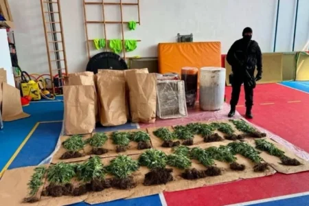 U Bijeljini pronađena plantaža sa 206 stabljika indijske konoplje, uhapšena jedna osoba U Bijeljini pronađena plantaža sa 206 stabljika indijske konoplje, uhapšena jedna osoba