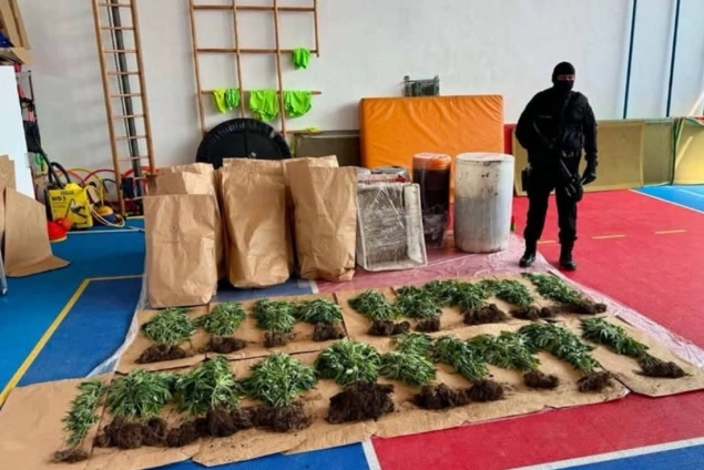 U Bijeljini pronađena plantaža sa 206 stabljika indijske konoplje, uhapšena jedna osoba