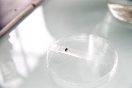 Moj pas ima bolju zaštitu od krpelja nego ja: Naučnici traže novu odbranu od lajmske bolesti Moj pas ima bolju zaštitu od krpelja nego ja: Naučnici traže novu odbranu od lajmske bolesti