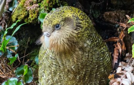 Kākāpō se oporavlja: 90 mladunaca povećalo populaciju najteže papige na svijetu