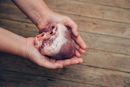 Startup napravio veliki iskorak sa svinjskim bubrezima – zamjena za dijalizu, most do transplantacije
