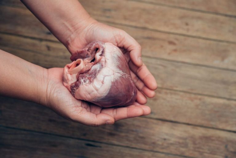 Startup napravio veliki iskorak sa svinjskim bubrezima – zamjena za dijalizu, most do transplantacije Startup napravio veliki iskorak sa svinjskim bubrezima – zamjena za dijalizu, most do transplantacije