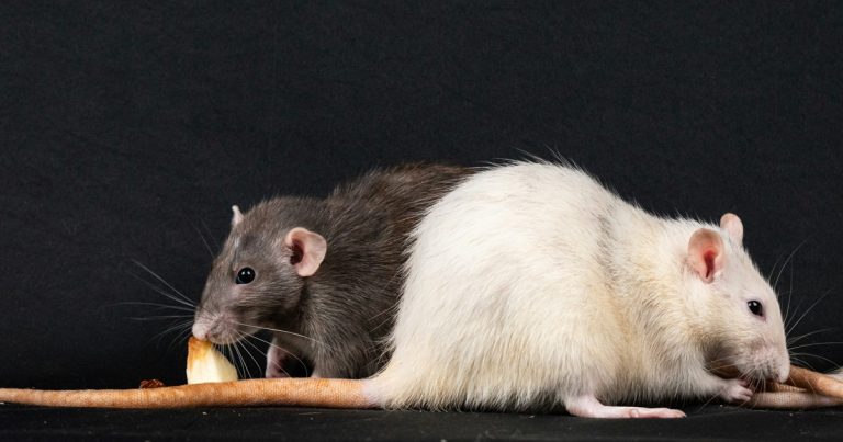 Živi neuroni štakora pokreću novu eru umjetne inteligencije